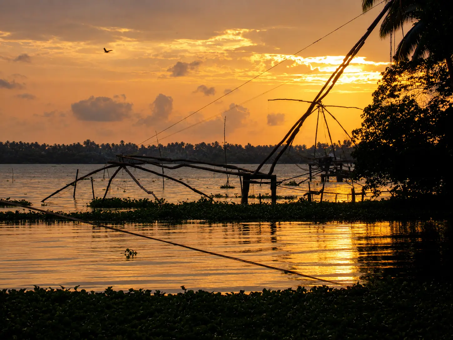 Kumbalangi Backwaters
