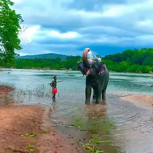 Kodanad Elephant Training Centre